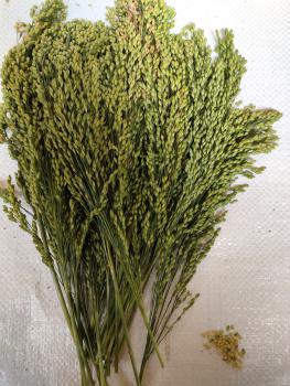 Silberhirse "classic" halbreif 5 kg VORBESTELLUNG